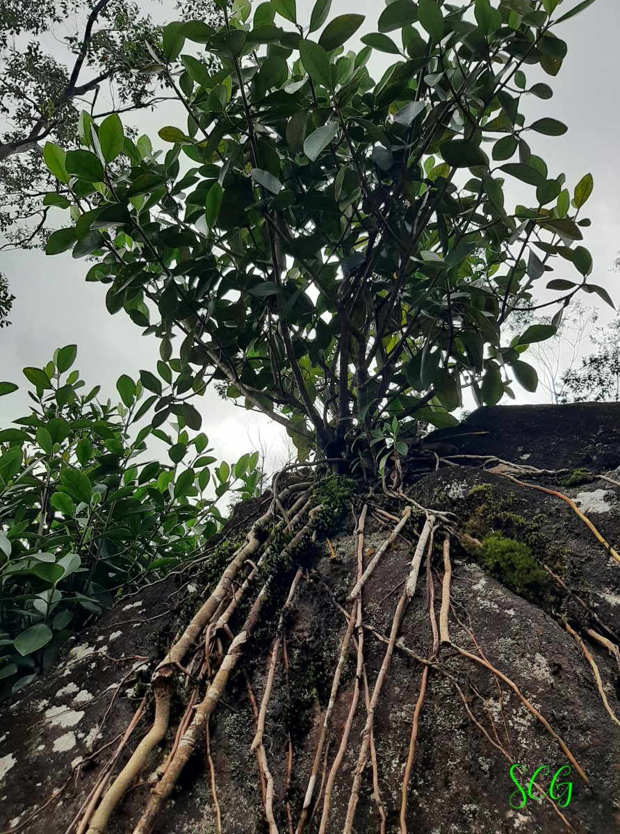 Clusia rosea Jacq.